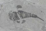 Beautiful Eurypterus (Sea Scorpion) Multiple - New York #86780-3